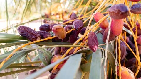 Date Palm Tree with Ripening Dates Stock Photos