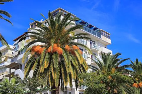 Date palm tree in Saranda 스톡 사진