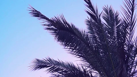 Date palm tree swaying in Desert Oasis Video stock 80295342