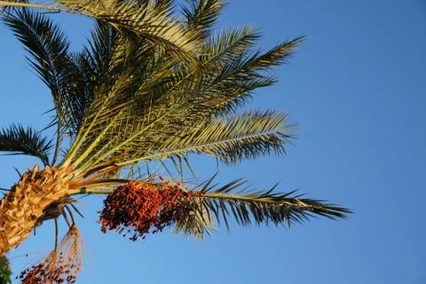 Date palm tree texture 写真素材