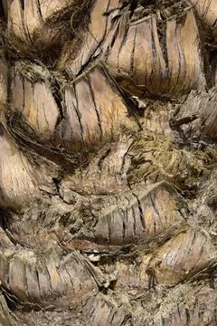 Date Palm tree trunk Stock Photos