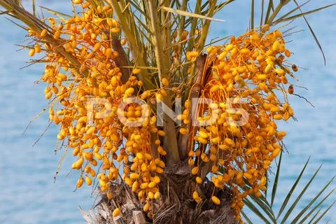 Date Palm Tree With Unripe Colorful Fruit Clusters