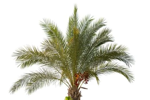 Date palm tree with unripe dates Stock Photos