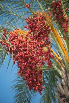 Date palm tree with unripe dates Stock Photos