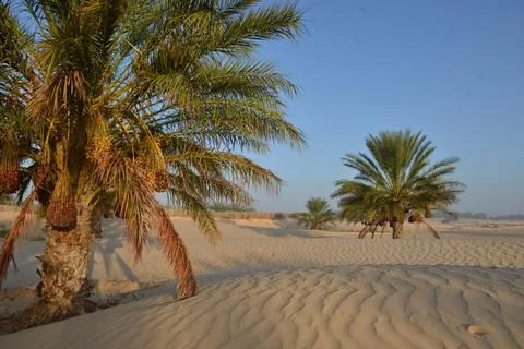 Date Palm Trees Across Sandy Desert Oasis Landscape Foto stock