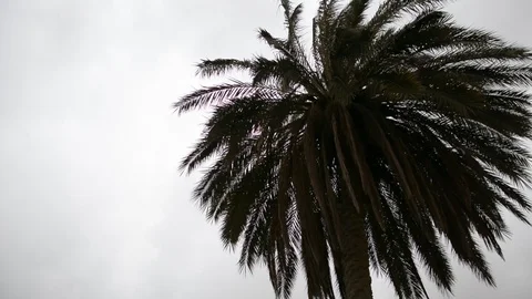 Date palm trees against cloudy sky before the storm  Video stock 103865382