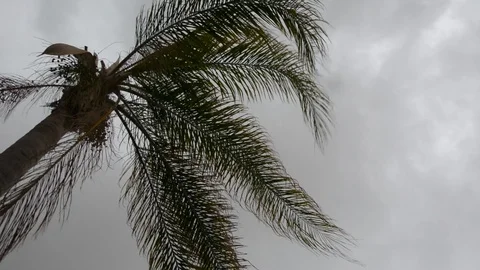 Date palm trees against cloudy sky before the storm  Vídeos de archivo 103867733
