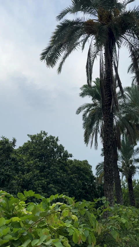 Date Palm Trees Against Overcast Sky 動画素材 337550910