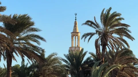  Date Palm Trees and Mosque Minaret with blue sky in the background  Video stock 333246314