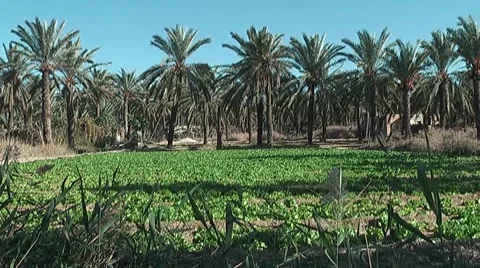 Date Palm Trees in a Desert Oasis near Gabès, Tunisia Vídeo Stock 7735037