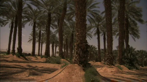 Date palm trees Stock Footage 480435