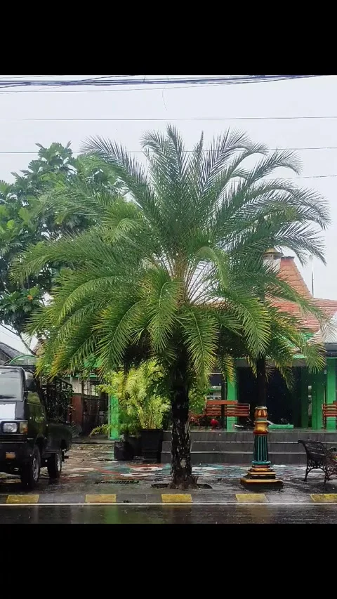 Date palm trees that grow on the sides of city streets are drenched in rain Stock Footage 267870011
