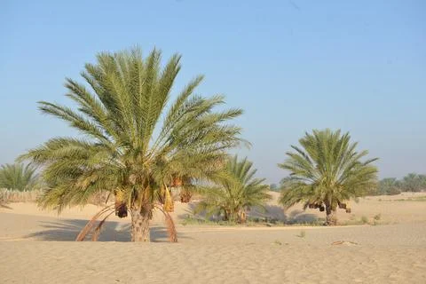 Date Palm Trees Growing in Sandy Desert Oasis Stock Photos