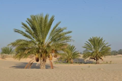 Date Palm Trees Growing in Sandy Desert Oasis Stock Photos