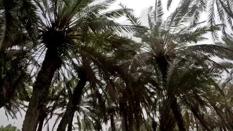 Date palm trees with lush green fronds swaying gently Stock Footage 341686716