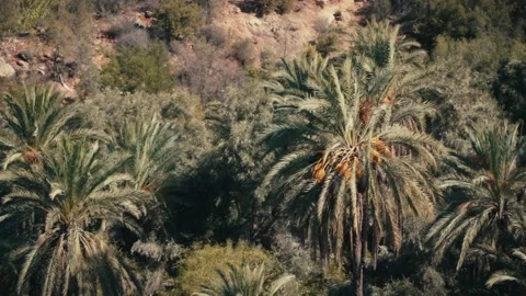 Date Palm Trees in Paradise Valley, Morocco Stock Footage 346316243
