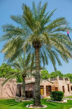 Date Palm Trees Phoenix dactylifera in Abu Dhabi Foto stock