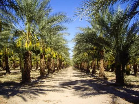 Date palm trees Stock Photos