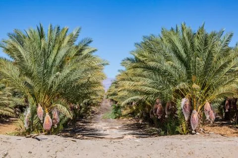 Date Palm Trees Stock Photos