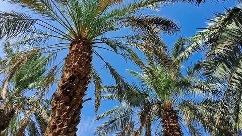 Date Palm Trees Stock Photos