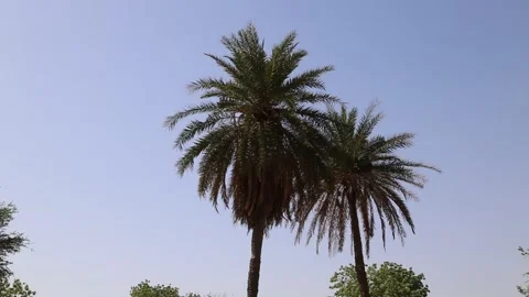 Date palm trees plantation with clear sky Stock Footage 152931691