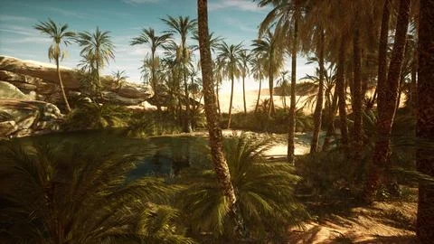 Date palm trees plantation at sunset Stock Illustration