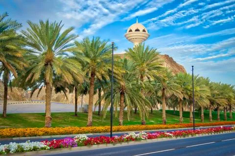 Date palm trees on the roadside Stock Photos