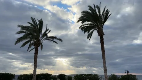 Date palm trees side view. Green palm tree on cloudy sky background. Stock Footage 233875394