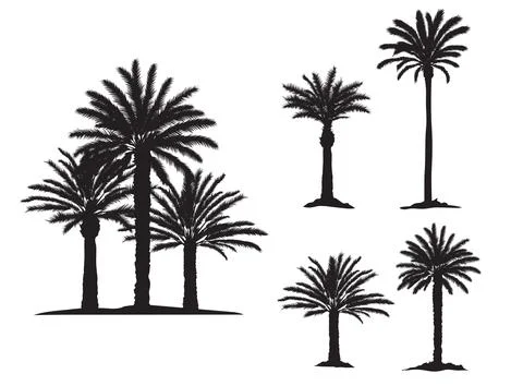 Date palm trees silhouette vector Stock Illustration