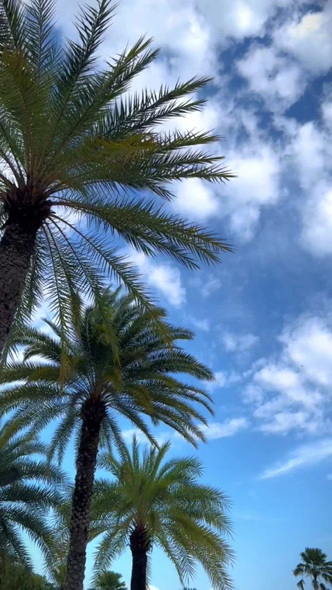 Date Palm Trees with View of Beautiful Blue Sky Stock Footage 278140140