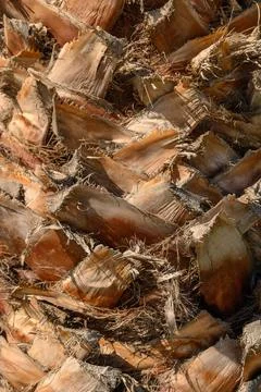 Date palm trunk as background 2 Stock Photos