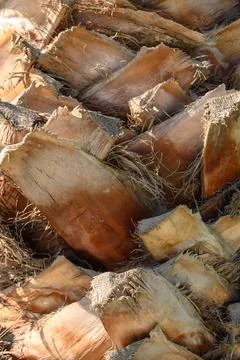 Date palm trunk as background 3 Stock Photos