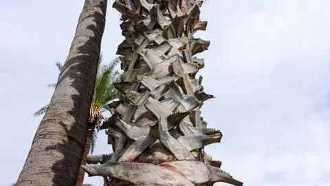 Date palm trunk close up with rough texture. Mediterranean subtropical plan.. Stock Photos