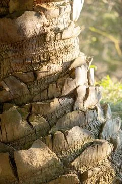 Date palm trunk texture, close up, wooden background Stock Photos