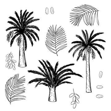 Date palm. Vector illustration. Stock Illustration