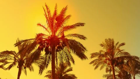 Date palms against the background of the evening yellow sky Stock Footage 161596656