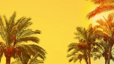 Date palms against the background of the evening yellow sky. copy space. Stock Footage 161751602