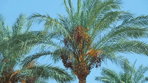 Date palms against the blue sky 库存影片 162688929