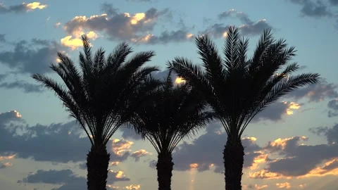 Date palms against the sky with clouds 스톡 동영상 255219926
