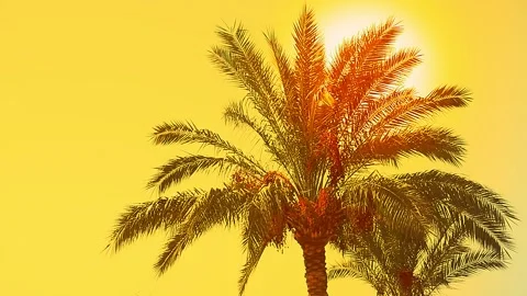 Date palms against a yellow sky Stock Footage 164319409