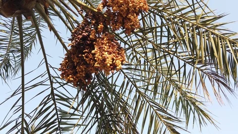 Date palms in Bahrain, the advanced desert agriculture Stock Footage 116792791