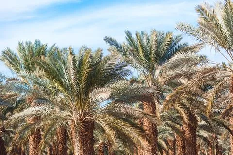 Date palms close up Foto stock