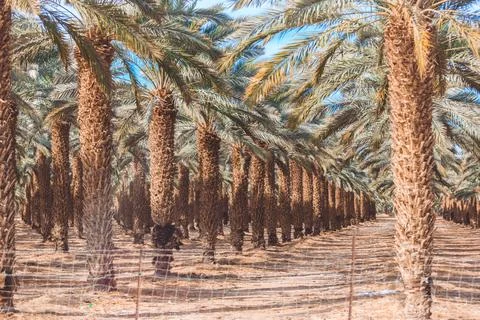 Date palms close up Stock Photos
