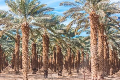 Date palms close up Stock Photos