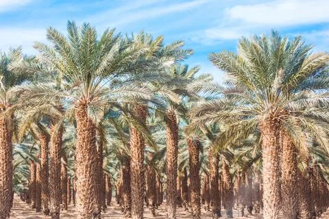 Date palms close up Stock Photos