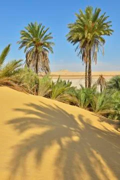Date Palms in Desert, Matruh Governorate, Libyan Desert, Sahara Desert, Egypt, Stock Photos