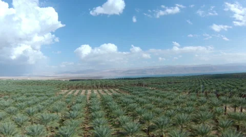 Date Palms, Israel Video stock 46225426