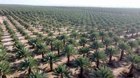 Date Palms Jordan Valley Video stock 227708470
