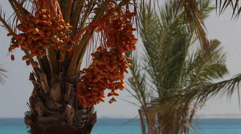 Date palms in Marsa Matruh, Egypt Video stock 38819367