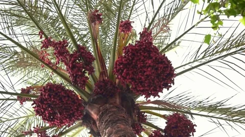 Date palms in an oasis in the desert and harvesting dates time Stock Footage 80295451